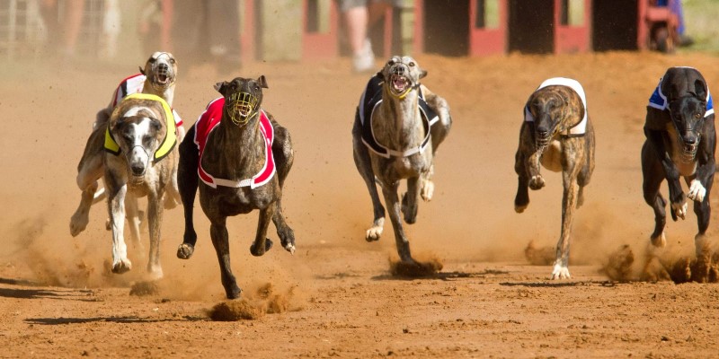 4 Types of Dog Racing Betting Tickets You Should Know