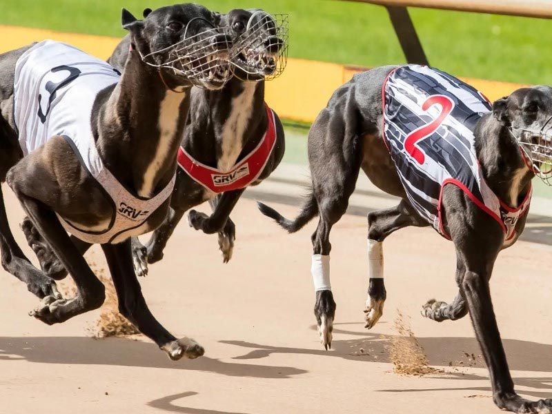 Dog racing betting experience helps players win