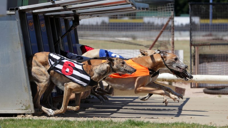 Double betting in online greyhound racing