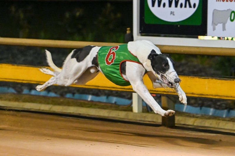 How do the rules of greyhound racing work?