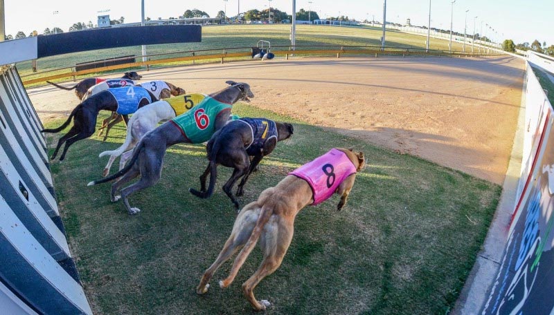 The 4 most popular forms of dog racing betting today