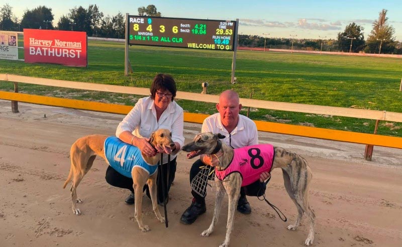 Dog racing betting is dramatic and engaging