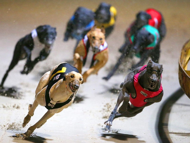 The most complete and detailed guide to online dog racing betting