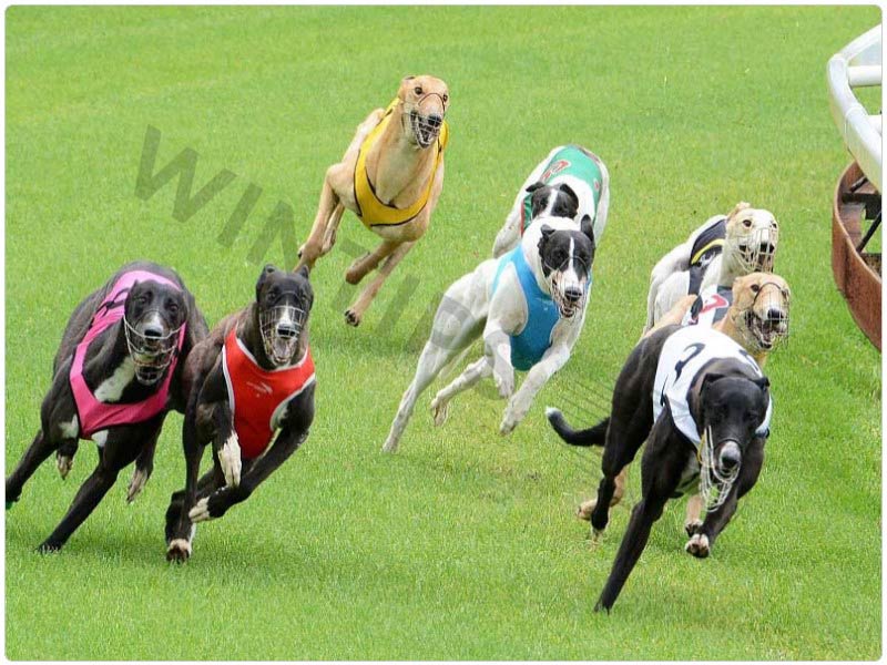 What is Virtual Dog Racing Betting? How is it easiest to win?
