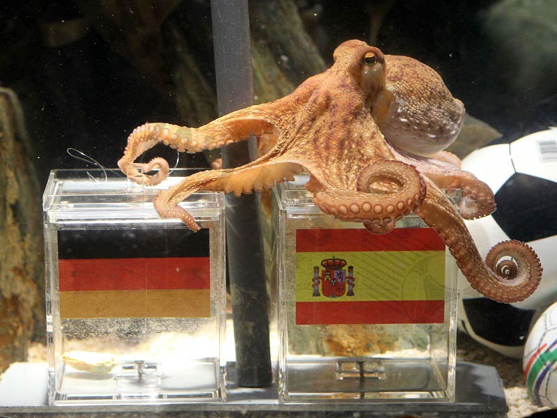 Unraveling the Mystique of Paul: The Story Behind the Football Prediction Octopus