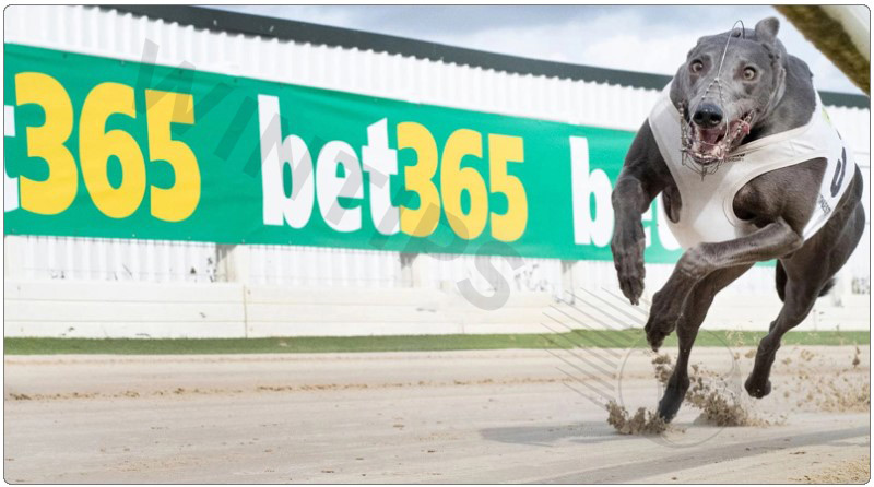 Bet365 - Best quality betting on greyhound racing sites