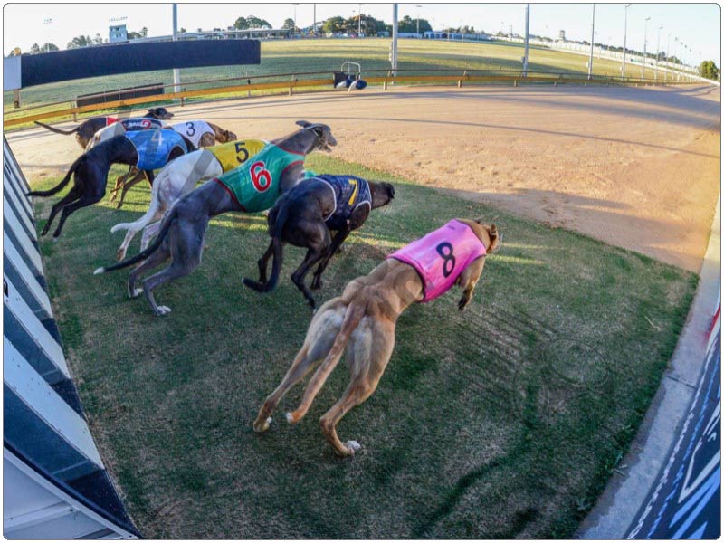 Top 5 betting greyhounds reputable sites that players should join