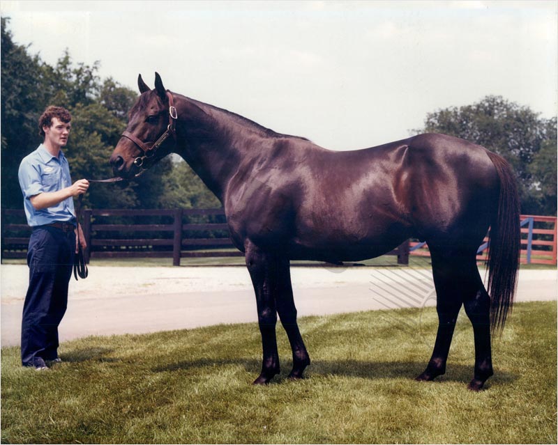 The famous horse in the betting world - Seattle Slew